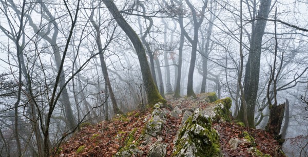 Trees surrounded by moss-covered, distinctive limestone formation, Lägerngrat, Baden, Canton Aargau, Switzerland