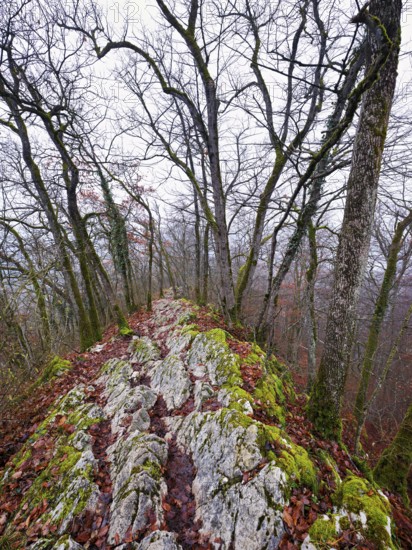 Trees surrounded by moss-covered, distinctive limestone formation, Lägerngrat, Baden, Canton Aargau, Switzerland