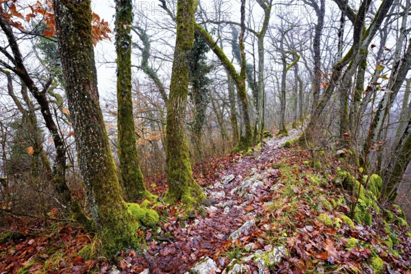 Limestone trail leads through forest covered with moss trees, Lägerngrat, Baden, Aargau Canton, Switzerland