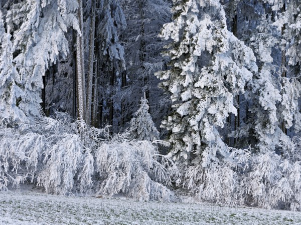Winter landscape with forest and meadows in hoarfrost, Beinwil, Freiamt, Canton of Aargau, Switzerland