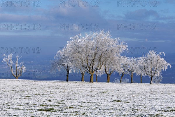 Winter landscape with trees and meadows in hoarfrost, Beinwil, Freiamt, Canton of Aargau, Switzerland