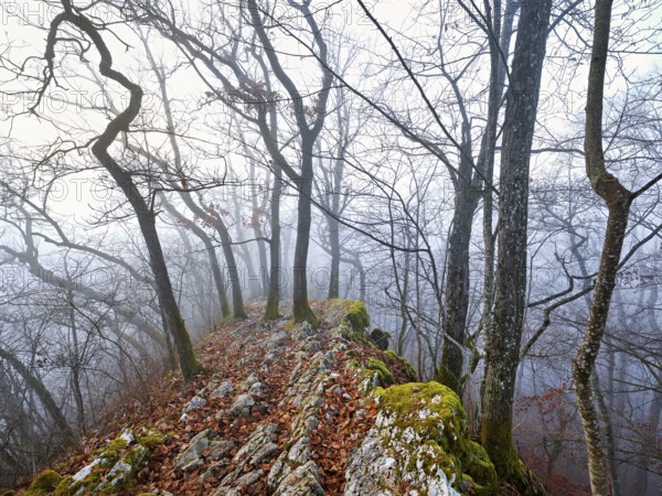 Trees surrounded by moss-covered, distinctive limestone formation, Lägerngrat, Baden, Canton Aargau, Switzerland