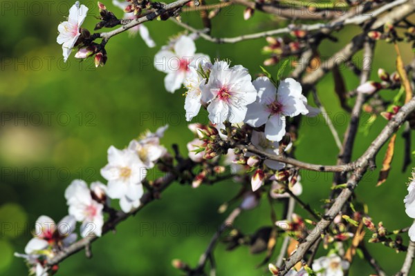 Almond blossom, blossoming branch, almond tree (Prunus dulcis), Agrigento, Sicily, Southern Italy, Italy
