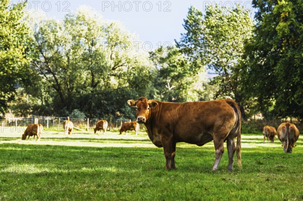 Bulls and Cows on Scottish Borders Farms, Scotland, UK