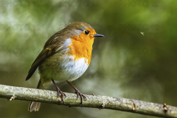 European Robinin in his environment. His Latin name is Erithacus rubecula