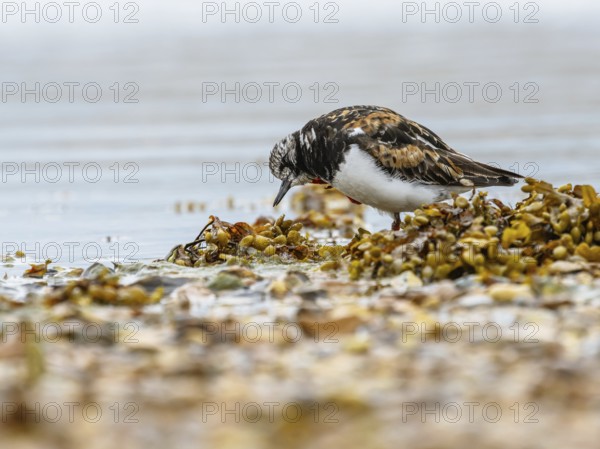 Ruddy Turnstone, Arenaria interpres, United Kingdom
