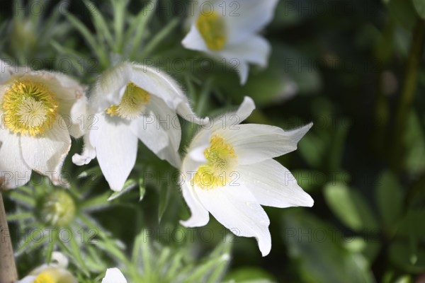 Pasque flower, Pasque flower, Pasque flower, Common pasque flower, Common pasque flower, Common pasque flower, Wolf's paw, Horsetail, Sleeping flower (Pulsatilla vulgaris)