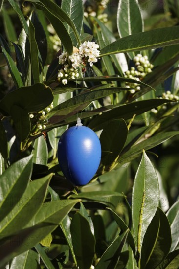 Still life with Easter egg, Germany