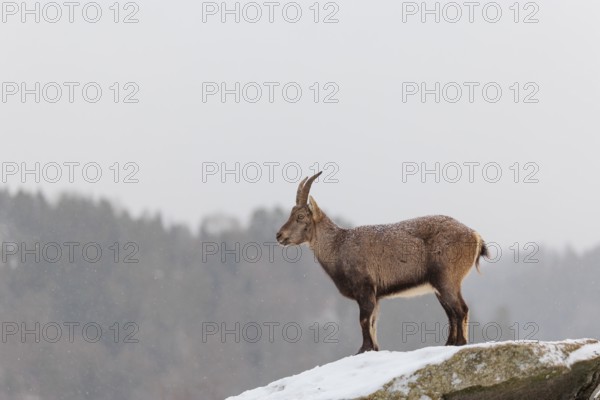A female ibex (Capra ibex) stands on a rock in the snowstorm. A forest can be seen dimly in the background. Carinthia, Austria