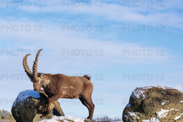 A male ibex (Capra ibex) jumps from rock to rock. Morning light against a blue sky with clouds. Carinthia, Austria