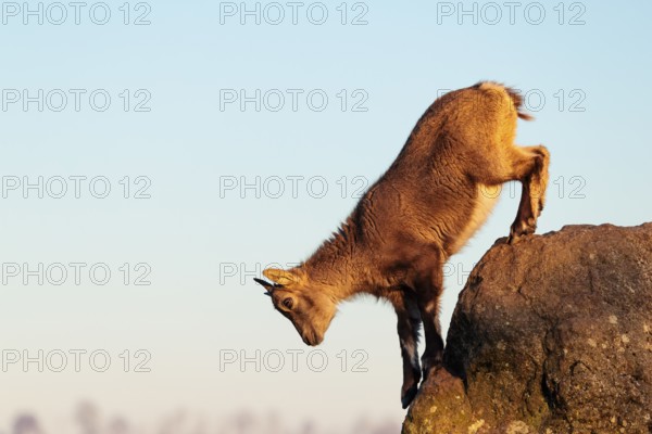 A young female ibex (Capra ibex) jumps from rock to rock. Morning light against a blue sky with clouds. Carinthia, Austria