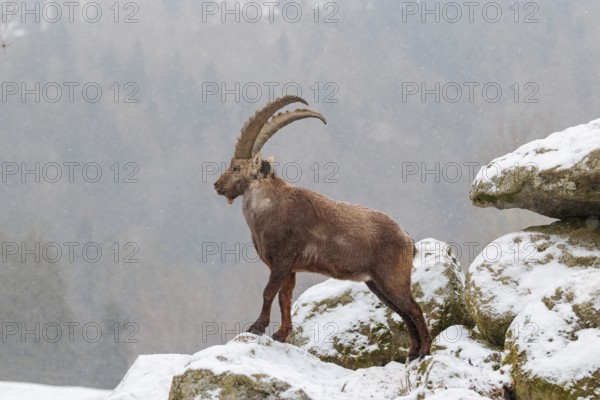 A male ibex (Capra ibex) stands on a rock in the snowstorm. A forest can be seen dimly in the background. Carinthia, Austria