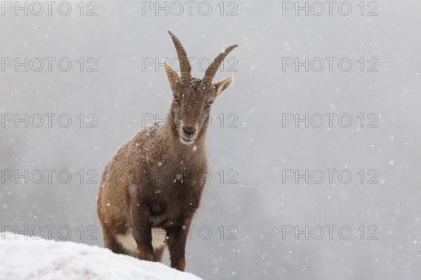 A female ibex (Capra ibex) stands on a rock in the snowstorm. A forest can be seen dimly in the background. Carinthia, Austria