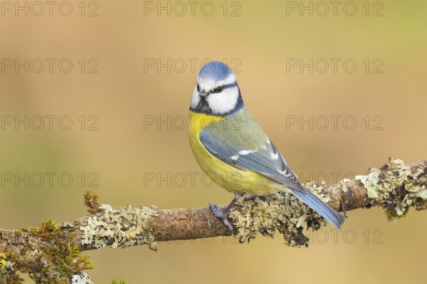 Blue tit (Parus caeruleus), sitting on a branch overgrown with moss and lichen, Wildlife, Animals, Birds, Tits, Siegerland, North Rhine-Westphalia, Germany