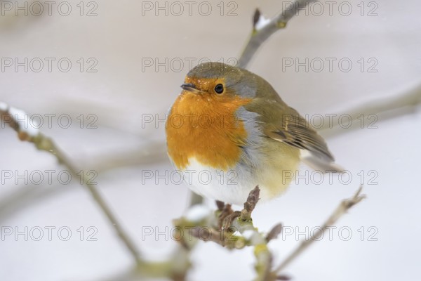 A robin (Erithacus rubecula) sits on a snow-covered branch and gazes into the distance, Dümmerniederung nature park Park, Lower Saxony, Germany