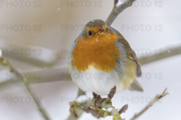 A robin (Erithacus rubecula) sitting on a branch in the snowy winter weather, Dümmerniederung nature park Park, Lower Saxony, Germany