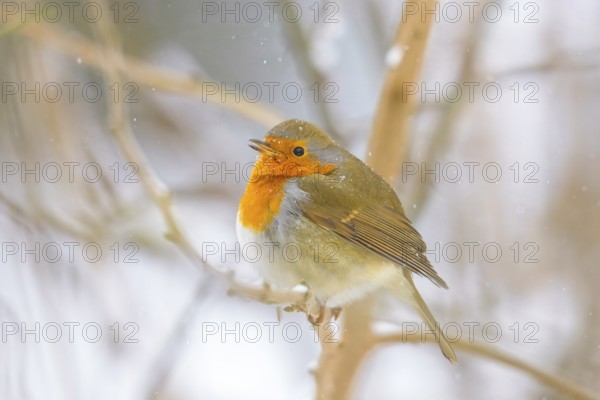 A robin (Erithacus rubecula) sitting on a branch in the middle of a light snowfall, Dümmerniederung nature park Park, Lower Saxony, Germany