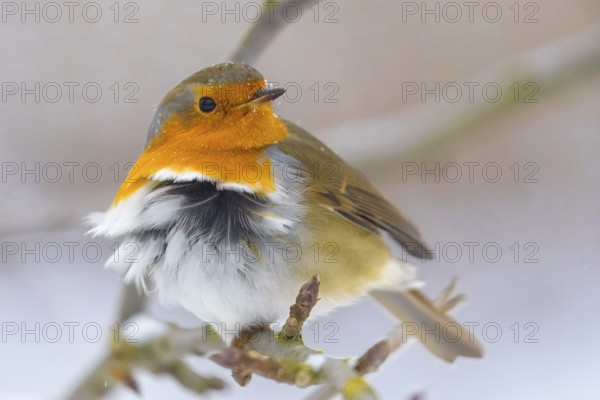 A robin (Erithacus rubecula) on a branch with fluffed up plumage in the wind, Dümmerniederung nature park Park, Lower Saxony, Germany