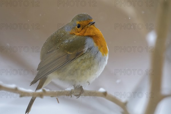 A robin (Erithacus rubecula) sitting on a branch surrounded by falling snow, Dümmerniederung nature park Park, Lower Saxony, Germany