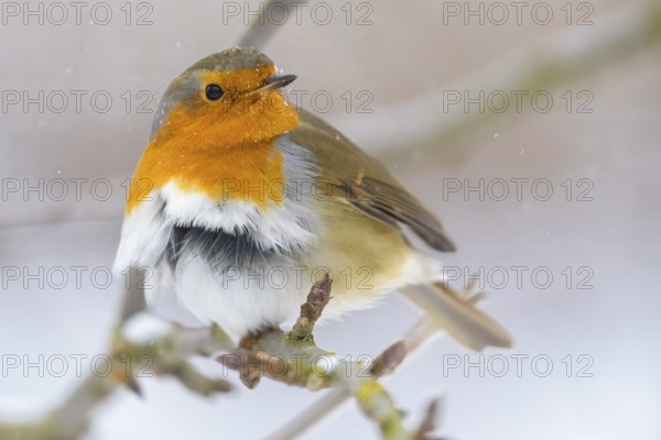 A robin (Erithacus rubecula) on a branch with its plumage in the winter wind, Dümmerniederung nature park Park, Lower Saxony, Germany
