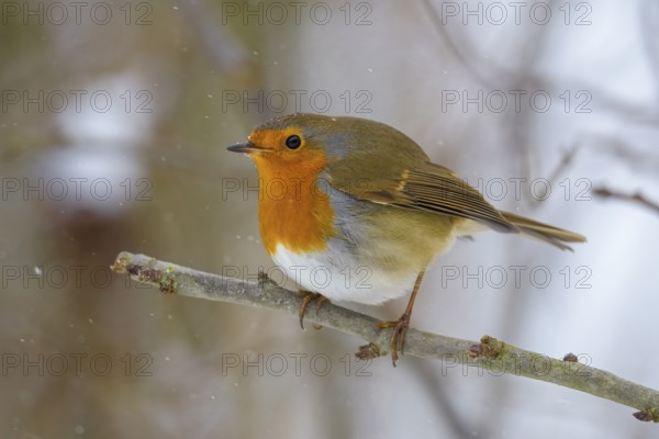 A robin (Erithacus rubecula) sitting on a snow-covered branch in a wintry environment, Dümmerniederung nature park Park, Lower Saxony, Germany