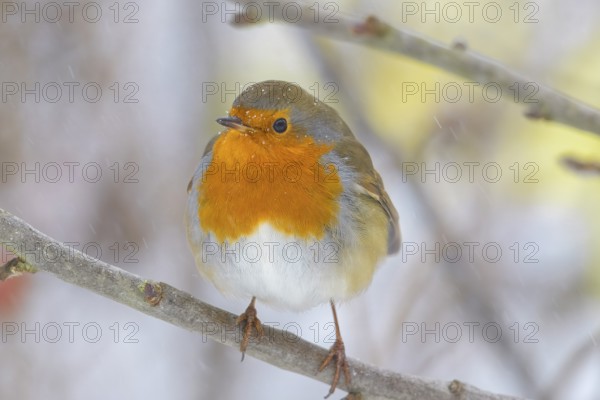 A robin (Erithacus rubecula) sitting on a wintery branch, surrounded by falling snow, Dümmerniederung nature park Park, Lower Saxony, Germany