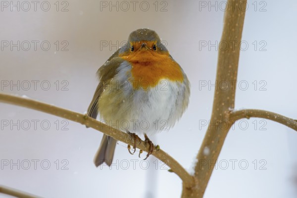 A robin (Erithacus rubecula) sitting on a branch, surrounded by soft snowfall, Dümmerniederung nature park Park, Lower Saxony, Germany