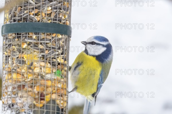 A blue tit (Cyanistes caeruleus) sitting at a feeder full of seeds in the snow, Dümmerniederung nature park Park, Lower Saxony, Germany