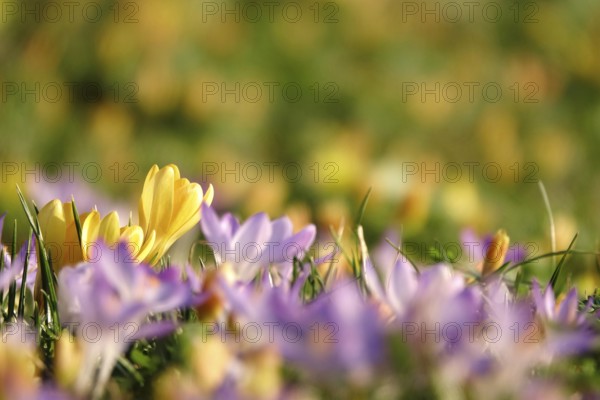 Beautiful crocus blossom at the beginning of March, Germany