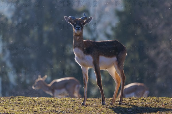 A young male blackbuck (Antilope cervicapra) stands in a green meadow during light snowfall, backlit by the sun. A herd of blackbucks can be seen in the background. Captive