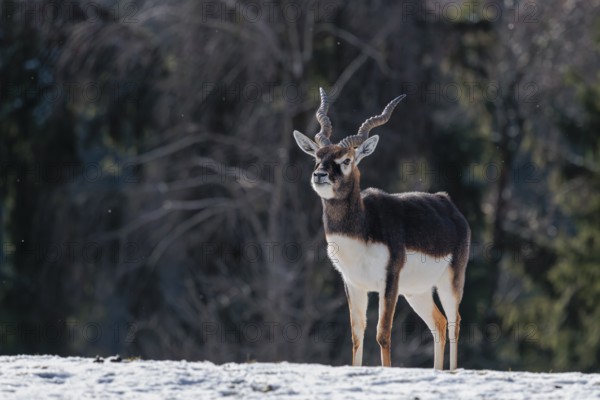 A male blackbuck (Antilope cervicapra) stands in a snow covered meadow on a sunny morning, backlit by the sun. A forest can be seen in the background. Captive