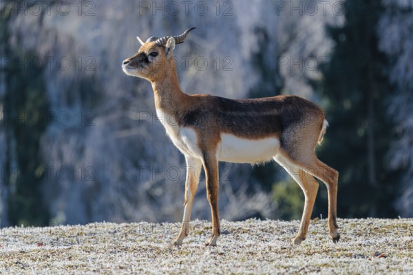 A young male blackbuck (Antilope cervicapra) stands in a hoar-frost covered meadow on a sunny morning, backlit by the sun. A hoar-frost covered forest can be seen in the background. Captive