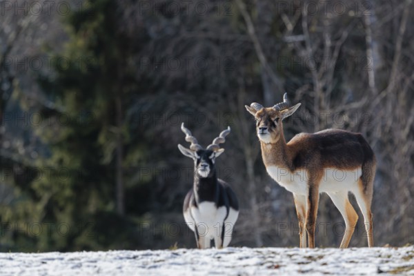 Two male blackbucks (Antilope cervicapra) stand in a snow covered meadow on a sunny morning, backlit by the sun. A forest can be seen in the background. Captive
