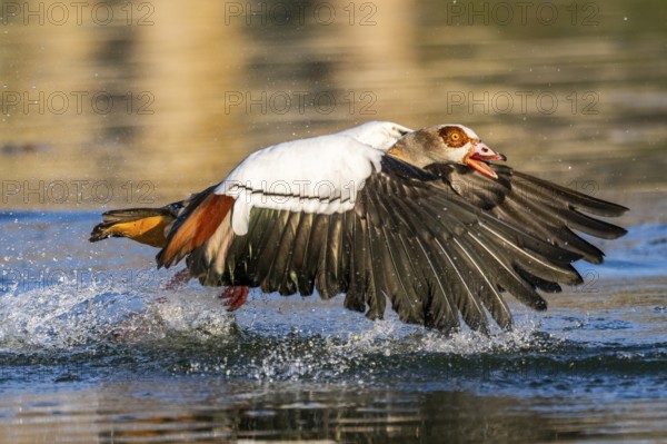Flying Egyptian goose (Alopochen aegyptiaca) starting from a lake, invasive species, Bavaria, Germany