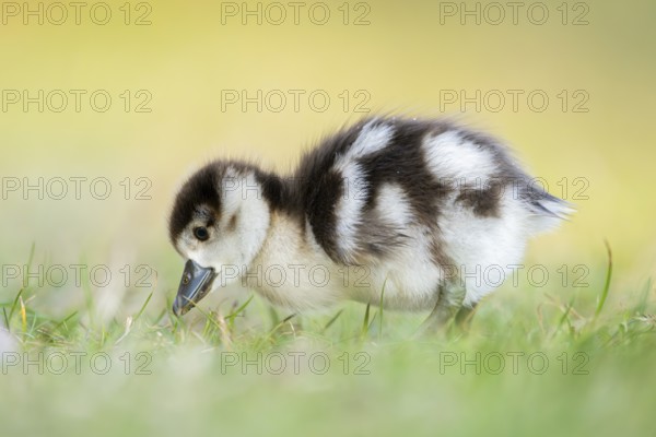 Egyptian goose (Alopochen aegyptiaca) cute chick on a meadow at the shore of a lake, Bavaria, Germany