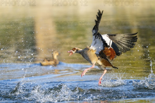 Egyptian goose (Alopochen aegyptiaca) aggressively attacking other seabirds on a lake, invasive species, Bavaria, Germany