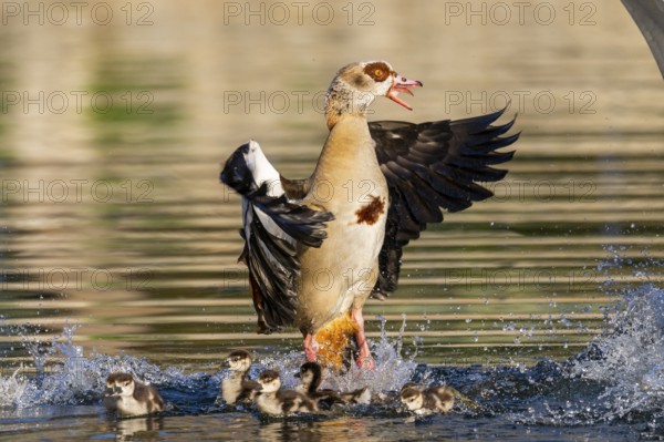 Egyptian goose (Alopochen aegyptiaca) with chicks aggressively attacking other seabirds on a lake, invasive species, Bavaria, Germany