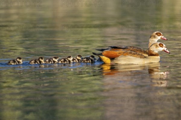Egyptian goose (Alopochen aegyptiaca) mother with her chicks swimming on a lake, Bavaria, Germany