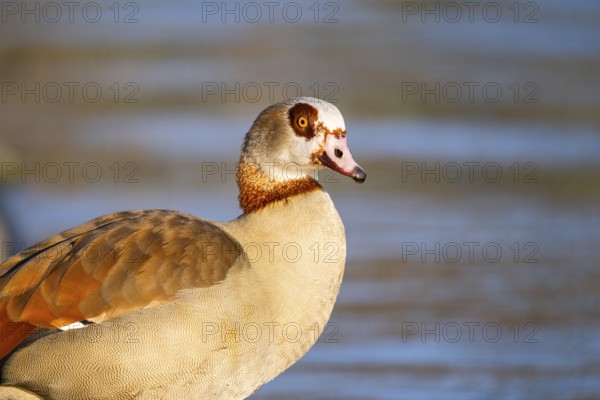 Egyptian goose (Alopochen aegyptiaca) at the shore of a lake, Bavaria, Germany