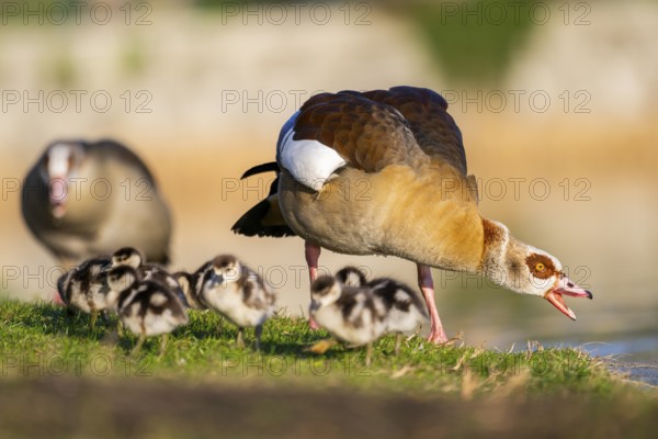 Egyptian goose (Alopochen aegyptiaca) mother with her chicks on a meadow at the shore of a lake, Bavaria, Germany