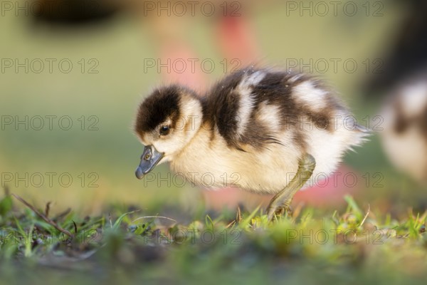 Egyptian goose (Alopochen aegyptiaca) cute chick on a meadow at the shore of a lake, Bavaria, Germany