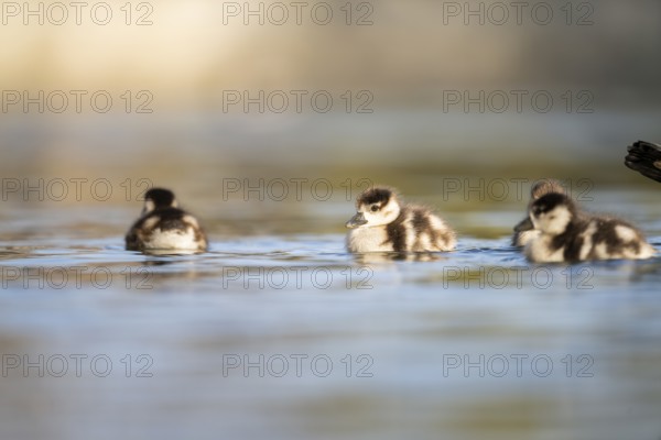Egyptian goose (Alopochen aegyptiaca) chicks swimming on a lake, Bavaria, Germany