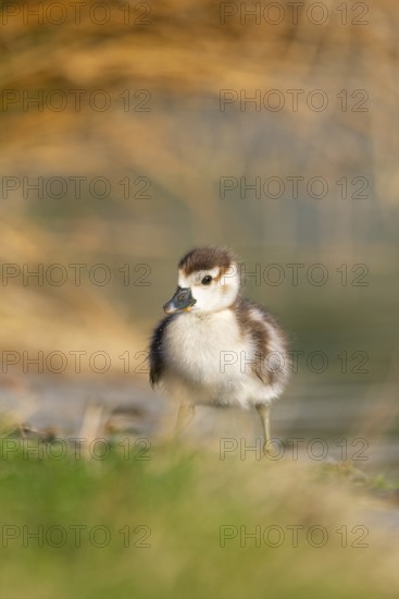 Egyptian goose (Alopochen aegyptiaca) cute chick on a meadow at the shore of a lake, Bavaria, Germany