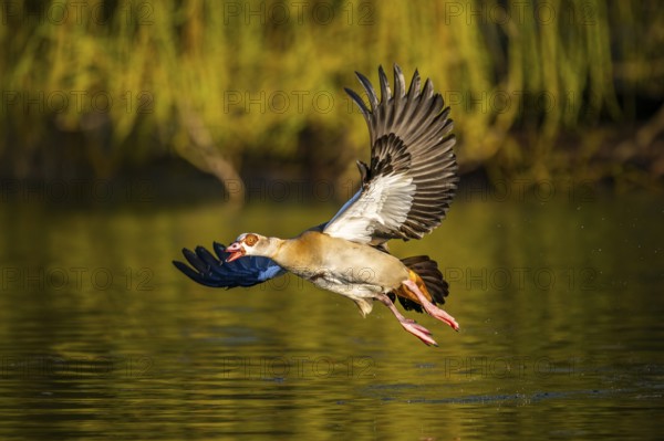 Flying Egyptian goose (Alopochen aegyptiaca) starting from a lake, invasive species, Bavaria, Germany