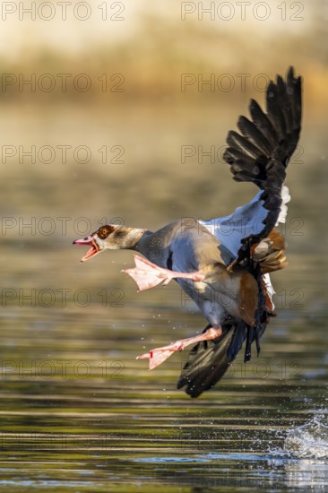 Egyptian goose (Alopochen aegyptiaca) aggressively attacking other seabirds on a lake, invasive species, Bavaria, Germany