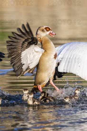 Egyptian goose (Alopochen aegyptiaca) with chicks aggressively attacking other seabirds on a lake, invasive species, Bavaria, Germany