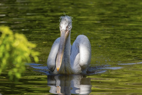Dalmatian pelican (Pelecanus crispus) swimming on a lake, Bavaria, Germany