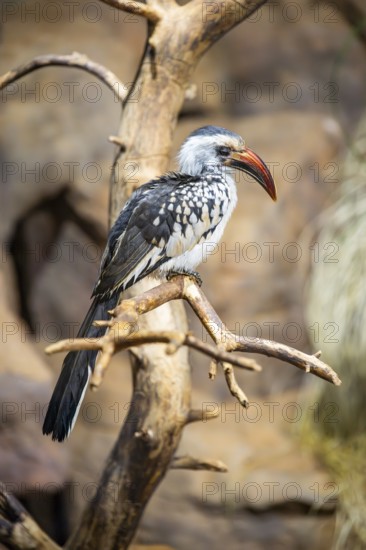 Northern red-billed hornbill (Tockus erythrorhynchus) sitting on a branch, captive, Bavaria, Germany