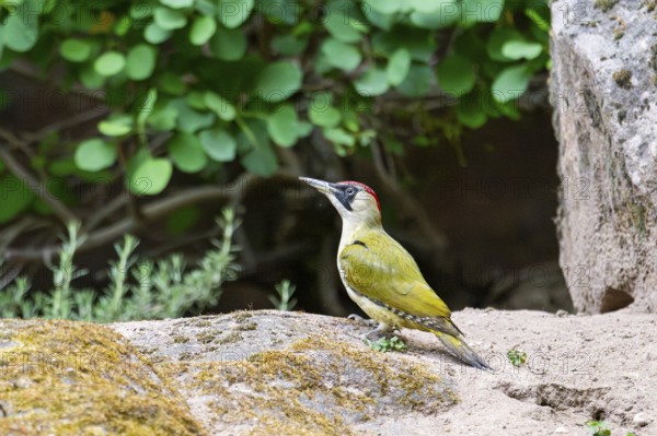 European green woodpecker (Picus viridis) standing on a rock, Bavaria, Germany