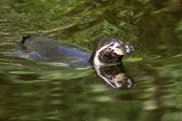 Humboldt penguin (Spheniscus humboldti) swimming in the water, captive, Germany